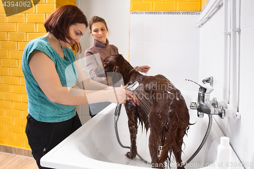 Image of groomer washing dog from the shower at salon