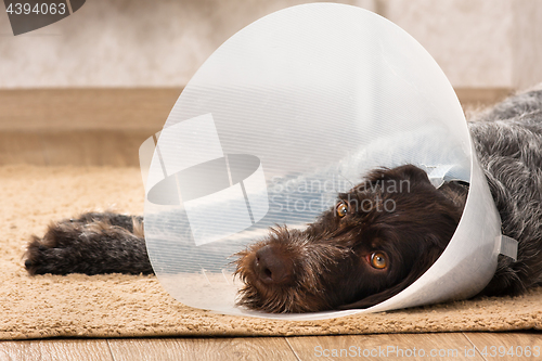 Image of dog with elizabethan collar