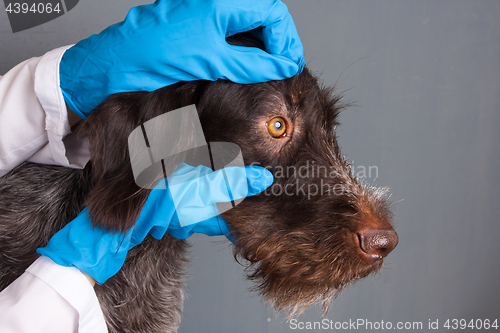 Image of hands of veterinarian checking eyes of dog