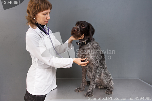 Image of veterinarian examining dog with stethoscope in vet clinic