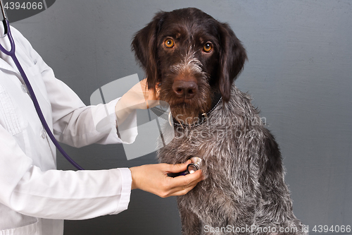 Image of veterinarian examine dog with stethoscope