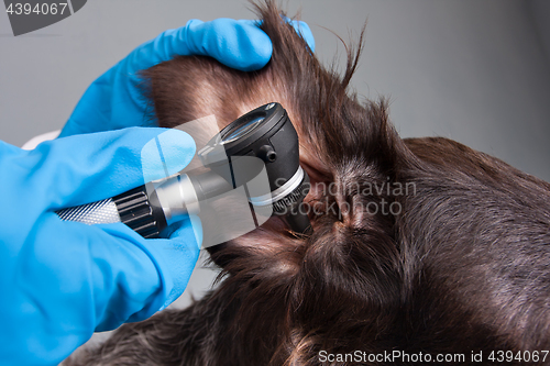 Image of hands of vet examining ear of dog with otoscope