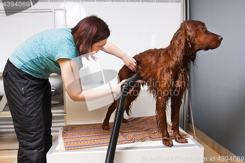 Image of groomer drying fur of dog with hair dryer