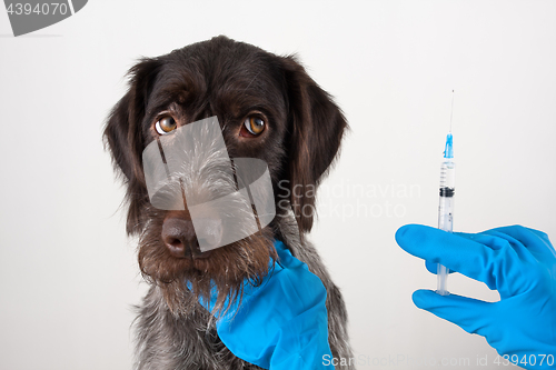 Image of hands of vet with syringe for injection for dog