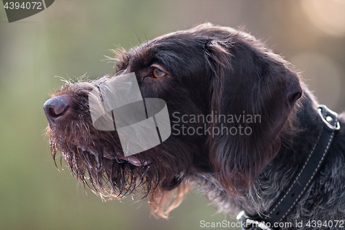 Image of portrait of german wirehaired pointer