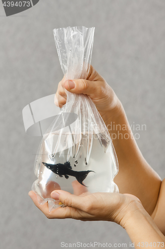 Image of hands holding package with a purchased aquarium fish