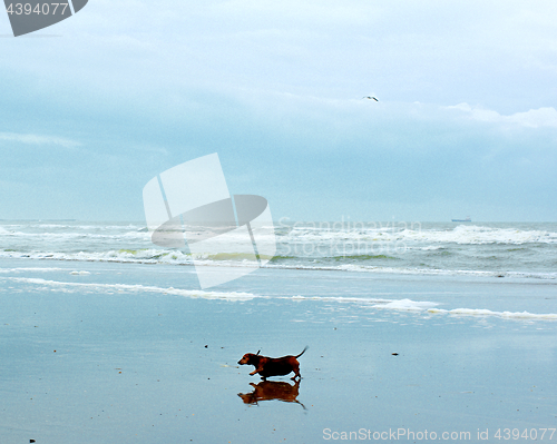 Image of Dog Walking on Beach