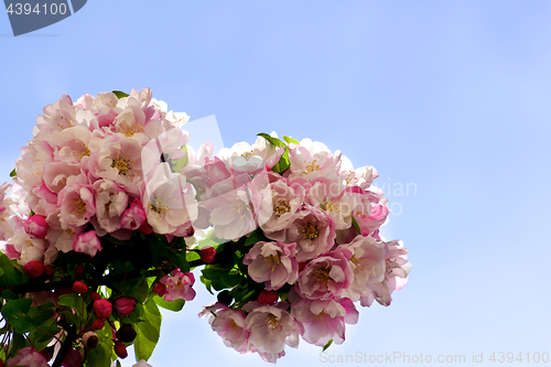 Image of Blooming Pear Tree