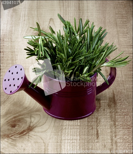 Image of Rosemary in Watering Can