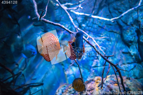 Image of Symphysodon discus in an aquarium on a blue background