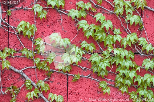 Image of Ivy on a wall