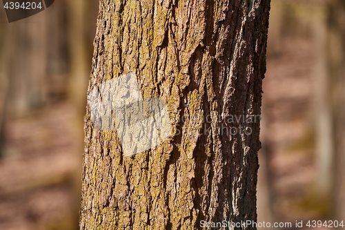 Image of Tree Trunk Closeup