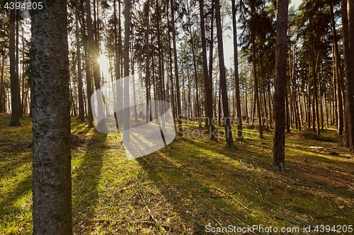 Image of Forest of Pines