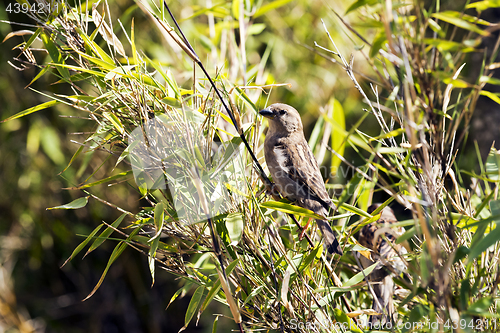 Image of Sparrow – small bird