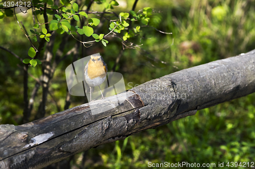 Image of Robin or robin redbreast - small bird