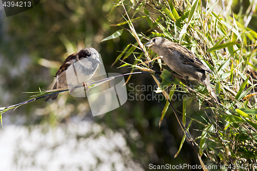 Image of Sparrows