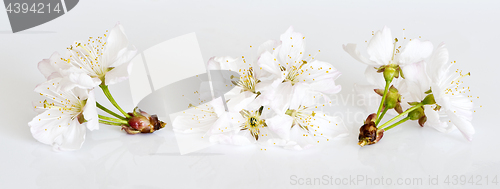 Image of White cherry blossoms on light gray background