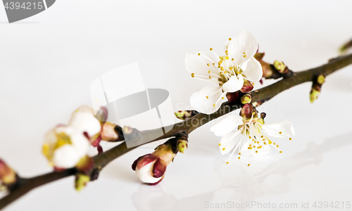 Image of Twig of fruit tree with blossoms and buds