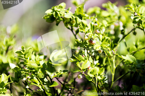 Image of European blueberry in bloom in spring