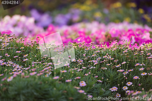 Image of Dubai miracle garden