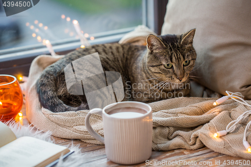 Image of tabby cat lying on window sill with book at home