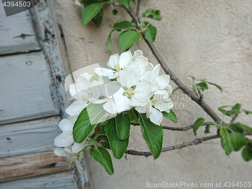 Image of some apple tree blossoms
