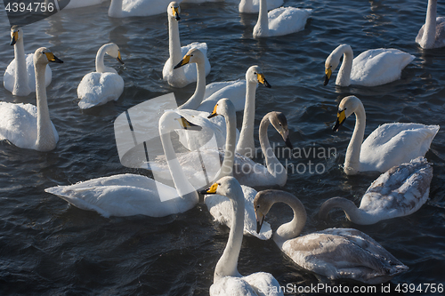 Image of Beautiful white whooping swans