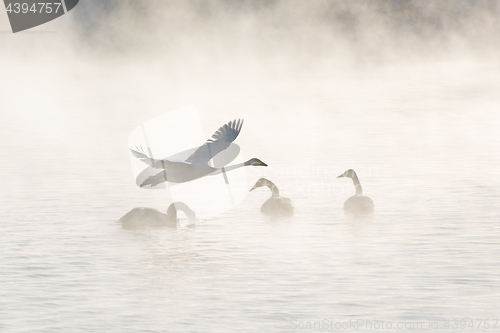 Image of Beautiful white whooping swans