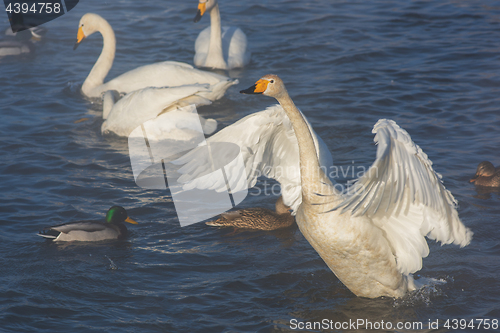 Image of Beautiful white whooping swans