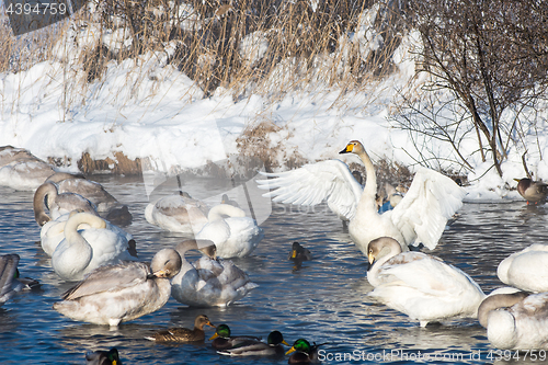 Image of Beautiful white whooping swans