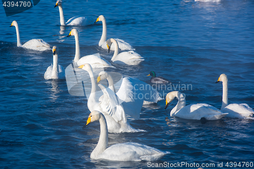 Image of Beautiful white whooping swans