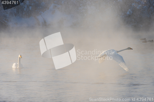 Image of Beautiful white whooping swans