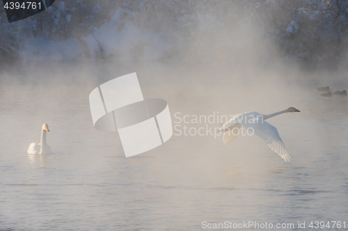 Image of Beautiful white whooping swans