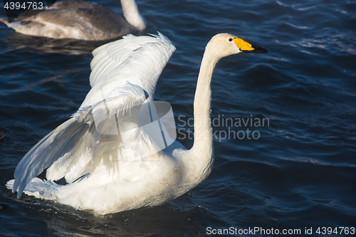 Image of Beautiful white whooping swans