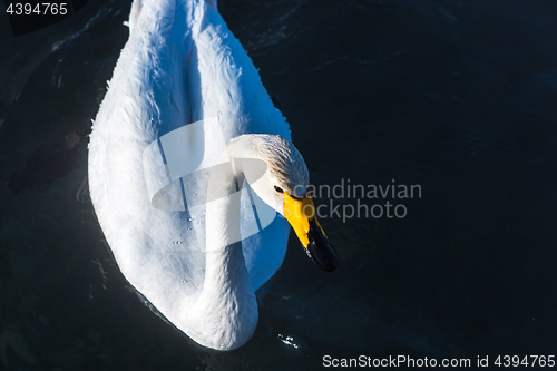 Image of Beautiful white whooping swans