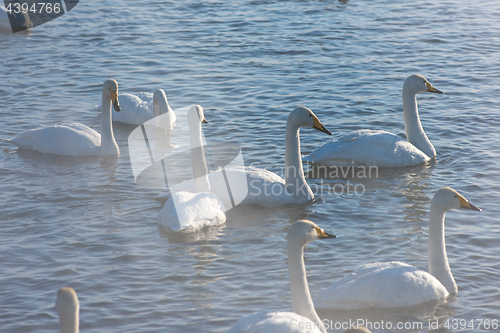 Image of Beautiful white whooping swans