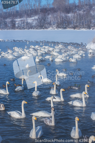 Image of Beautiful white whooping swans