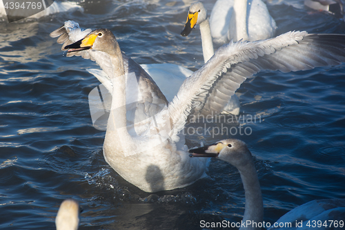 Image of Beautiful white whooping swans