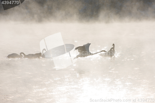 Image of Beautiful white whooping swans