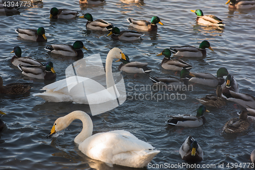 Image of Beautiful white whooping swans