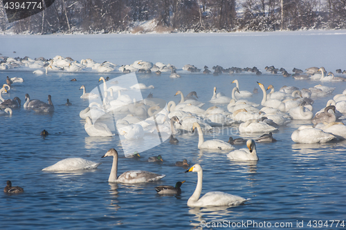 Image of Beautiful white whooping swans