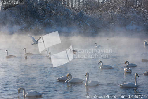 Image of Beautiful white whooping swans