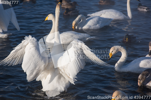 Image of Beautiful white whooping swans