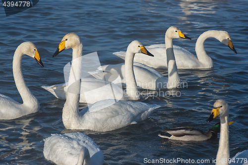 Image of Beautiful white whooping swans