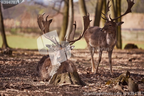 Image of Deer in the woods