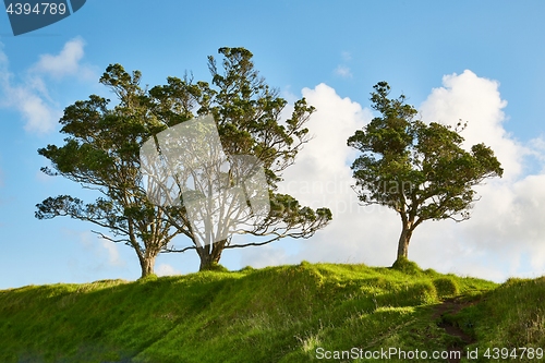 Image of Green tree in a park