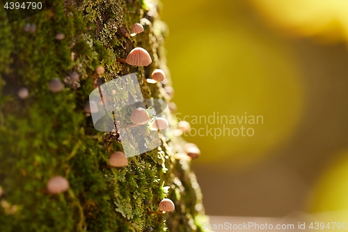 Image of Tree Trunk with Mushrooms