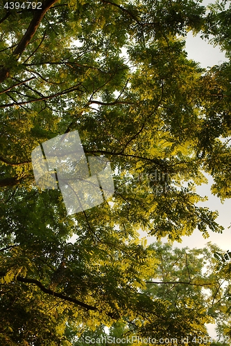 Image of Spring Green Leaves