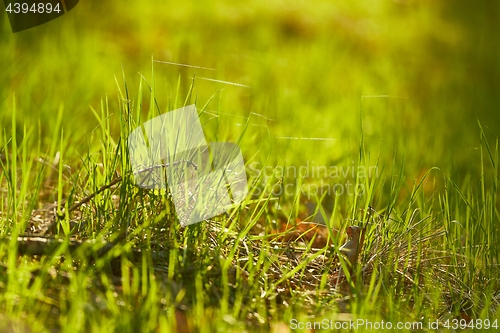 Image of Green Grass Field