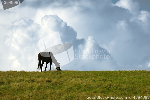 Image of Black horse on the horizon